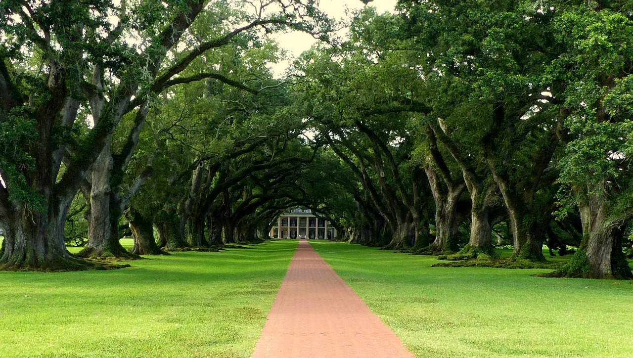 plantation and tree